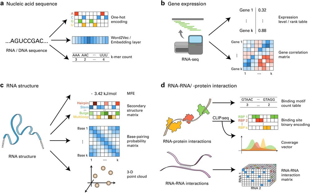 A scientific diagram showing RNA sequences, gene expression, RNA structure, and RNA interactions.