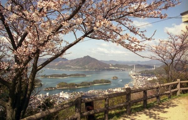 A picturesque view of Innoshima Island framed by cherry blossom trees, overlooking a serene bay and distant mountains under a clear sky.